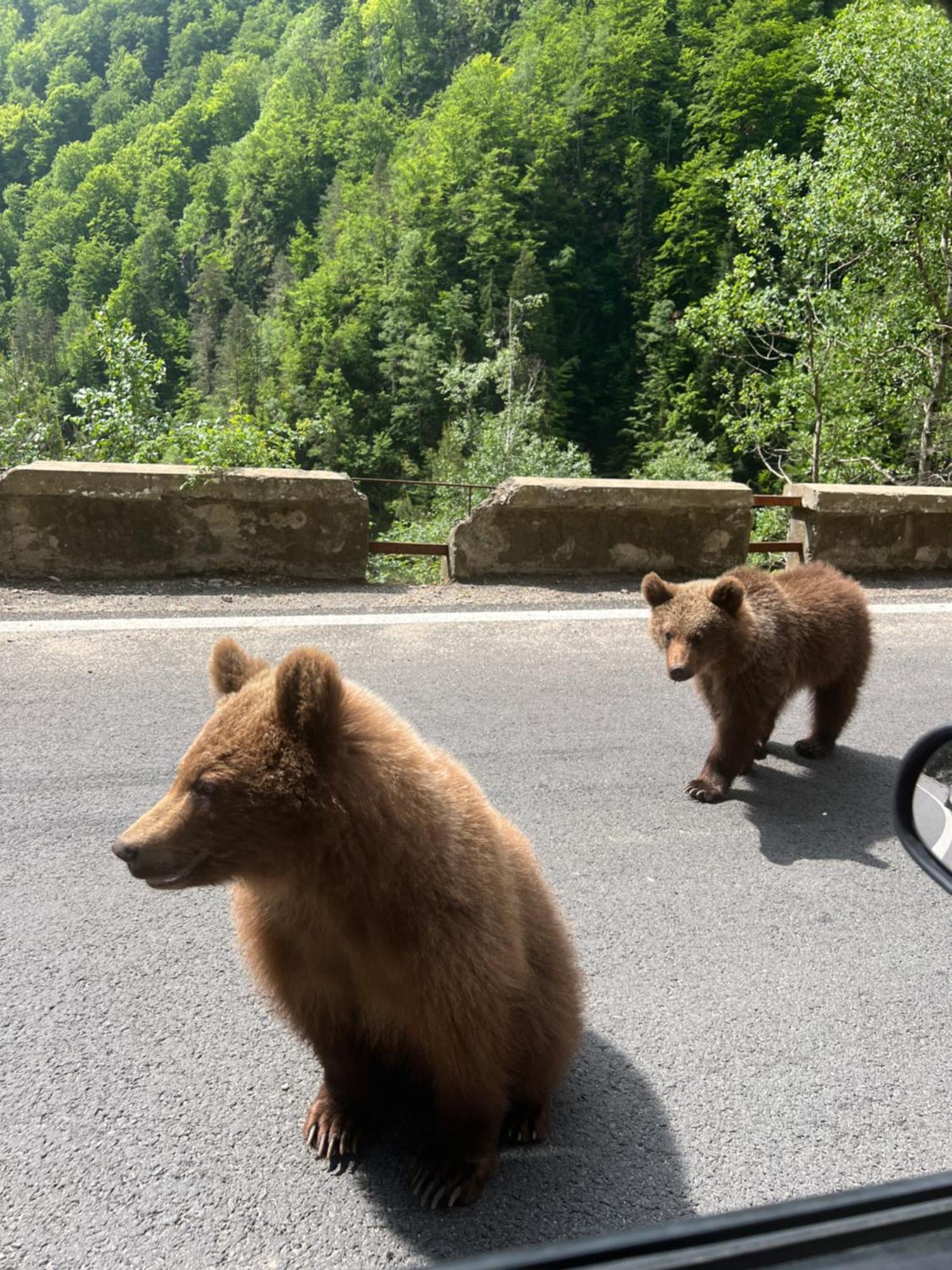 Willa Casa Lupilor Transfagarasan Căpăţîneni-Ungureni Zewnętrze zdjęcie